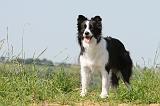 BORDER COLLIE 540